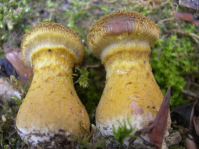 Funghi nella nebbia